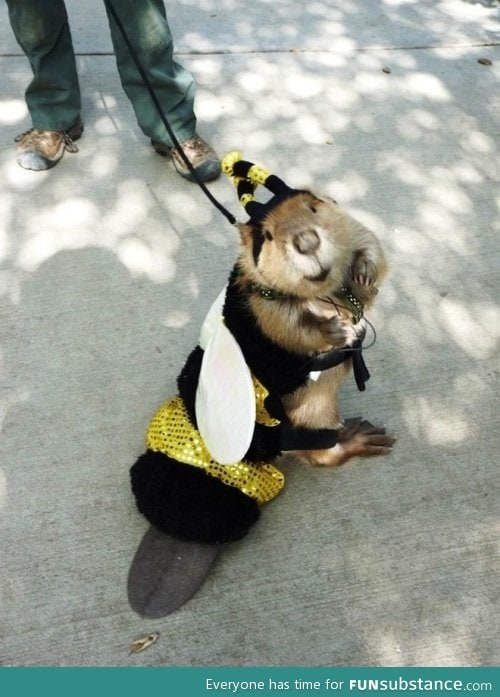 Just a beaver in a bee suit