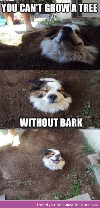 Need bark