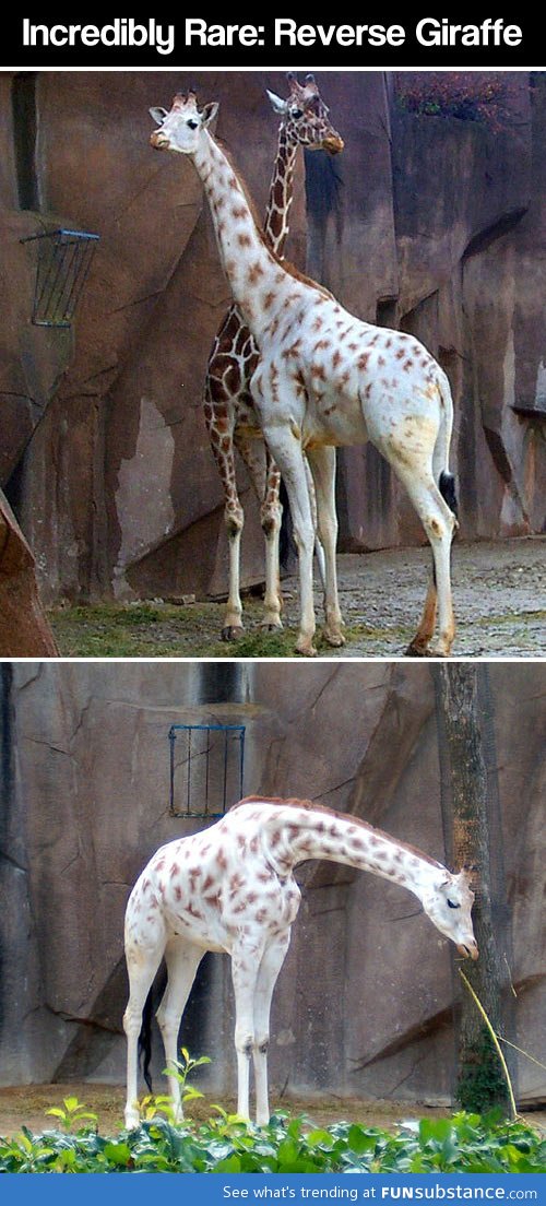 Albino giraffe in Milwaukee county zoo