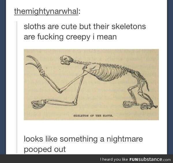 Sloth skeleton