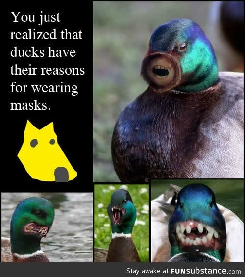 Ducks have been wearing masks... Their freaking scary!