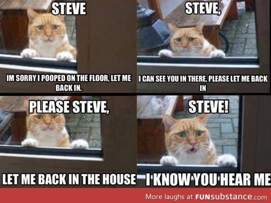 Steve's cat