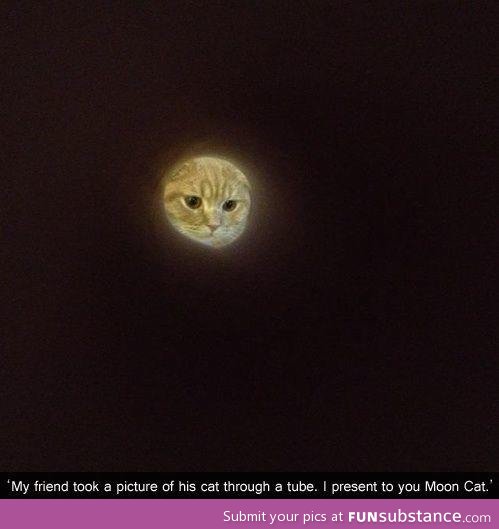 Say hello to moon cat