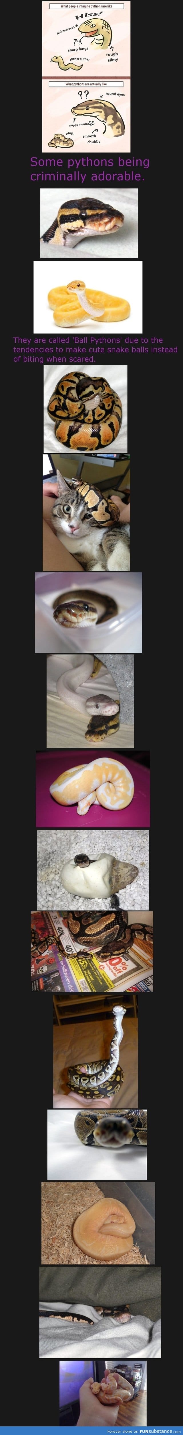 Cute Pythons