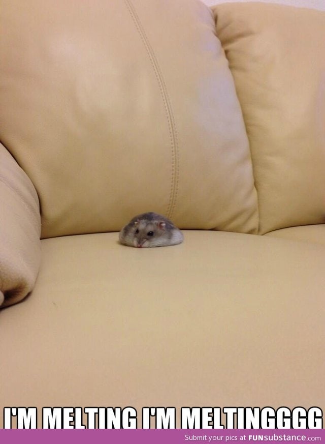 Melting hamster