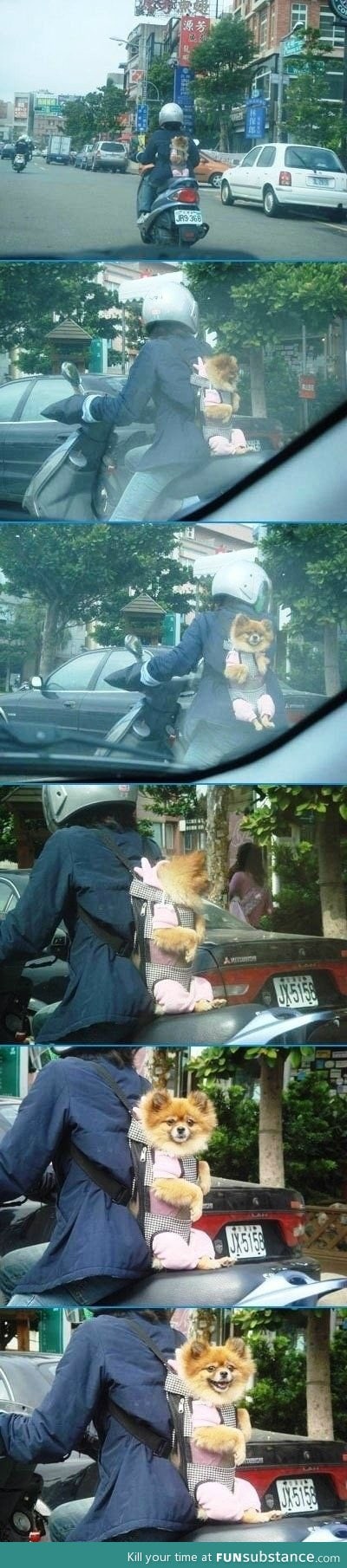 Puppy on a motorcycle