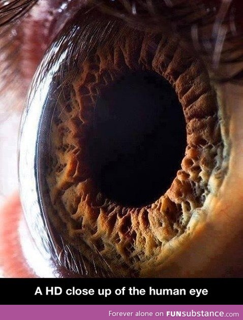 Close up of the human eye