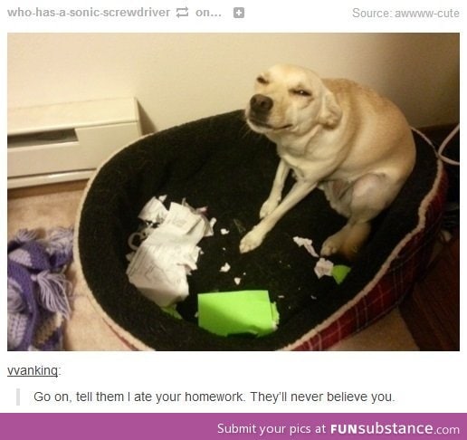Dog ate my homework