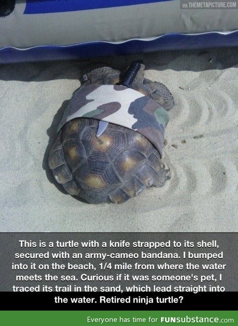 Retired ninja turtle