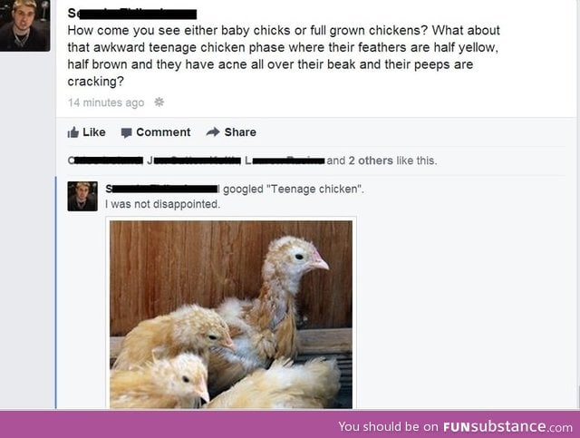 Have you ever seen a teenage chicken?