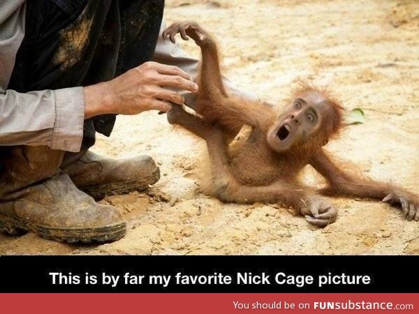 Nic Cage monkey