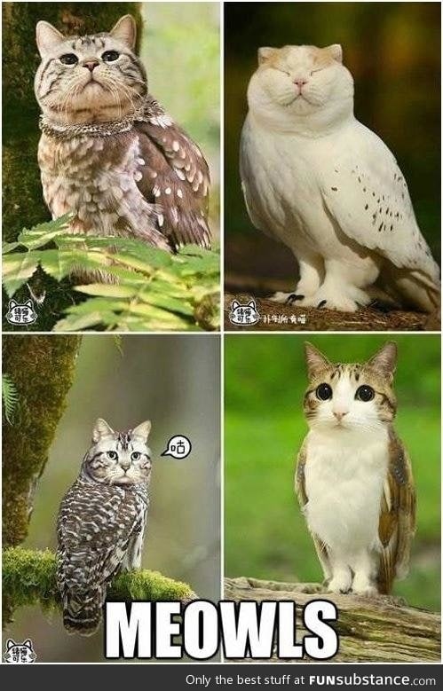 What do you get when you combine a cat and an owl?
