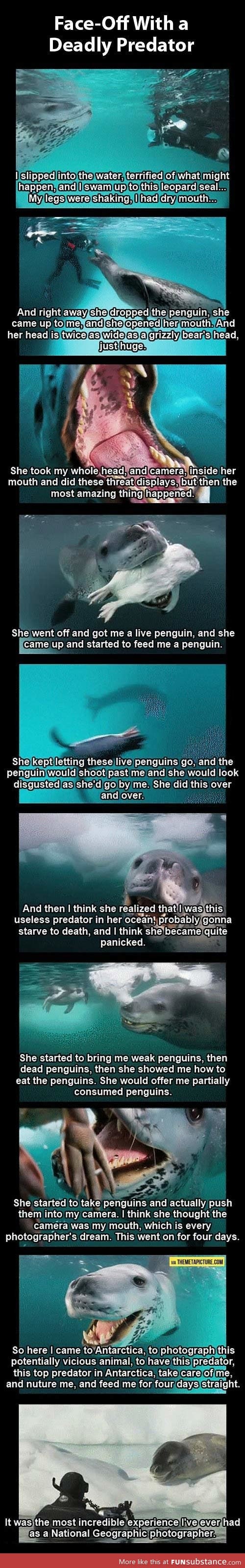 Photographer vs. deadly leopard seal