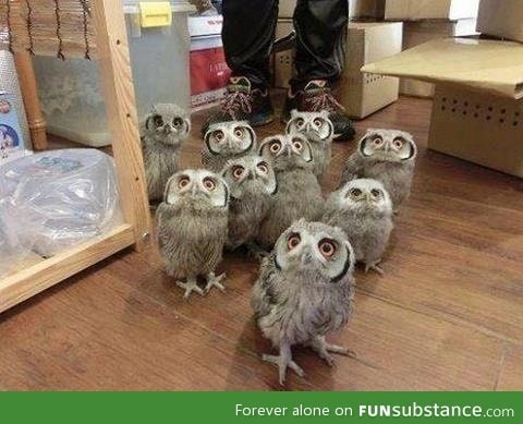 A herd of owls