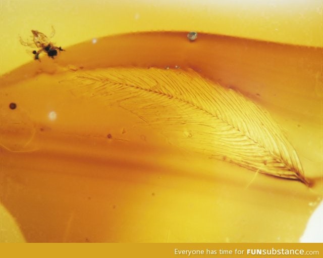 Dinosaur feather, with a mite, found in amber from canada