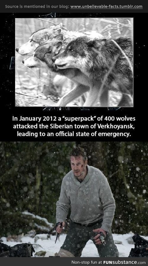 Wolf attack