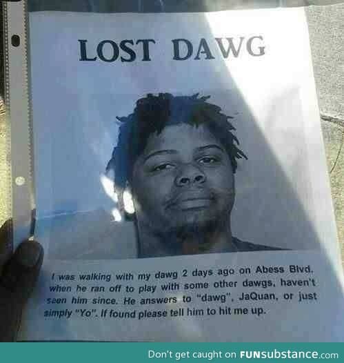 Lost dog