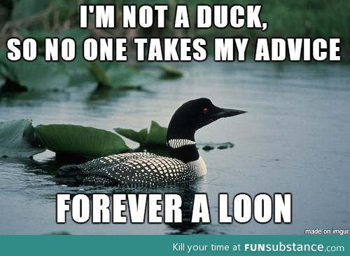 Ducks aren't the only waterfowl with advice to share