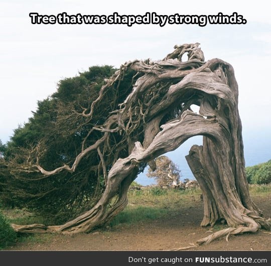 Overly dramatic tree
