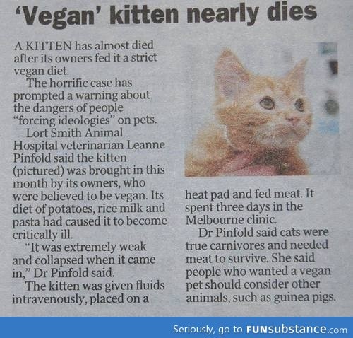 Vegan cat