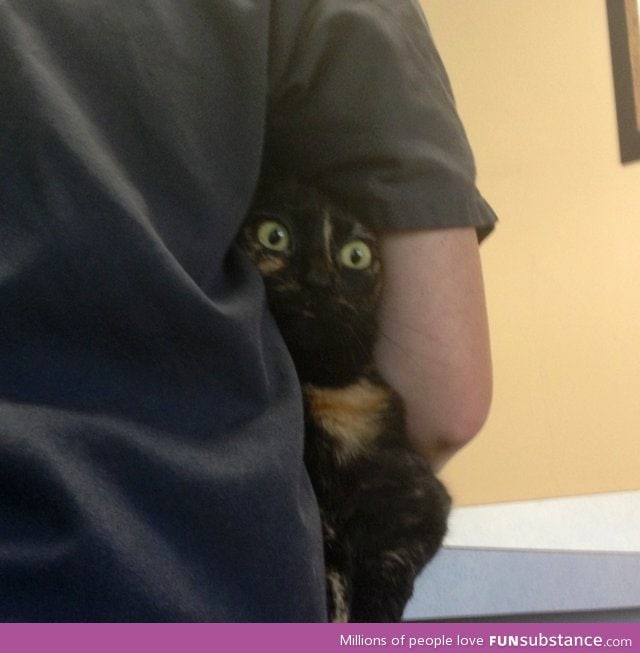 The cat's face when the vet took her temperature