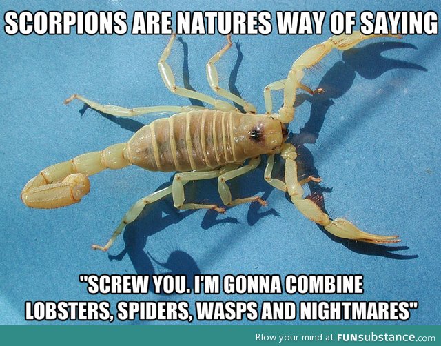 The truth about scorpions