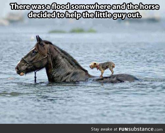Beautiful act of animal kindness