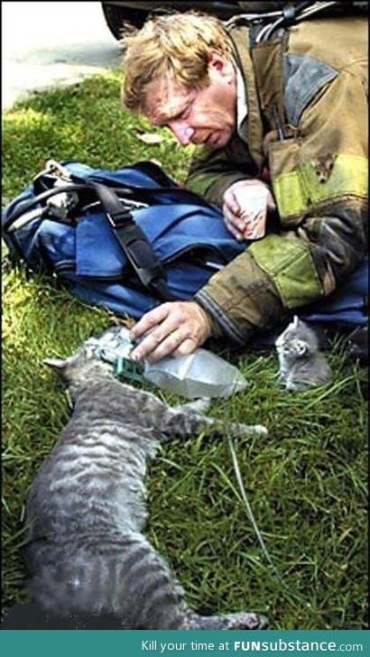 Firefighter tries to resuscitate mama cat while her kitten looks on