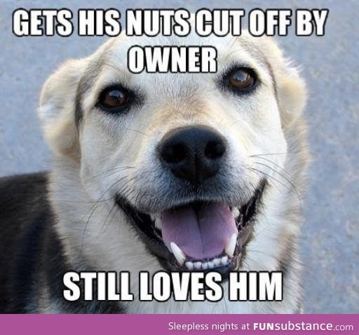 Good guy dog