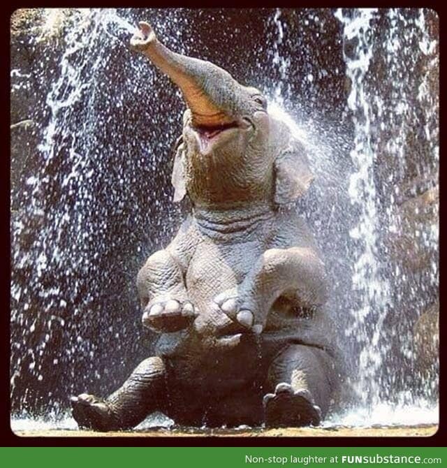 Happy elephant having a bath! Aww! - FunSubstance