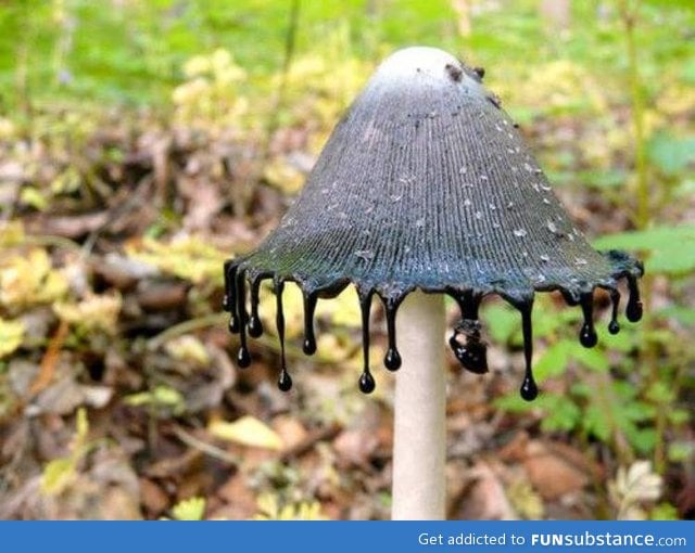 Inky cap mushroom
