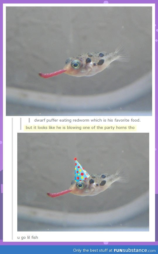 Party fish