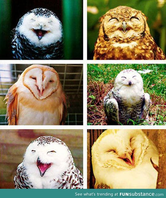 Owls always love you