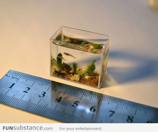 World's Smallest Aquarium