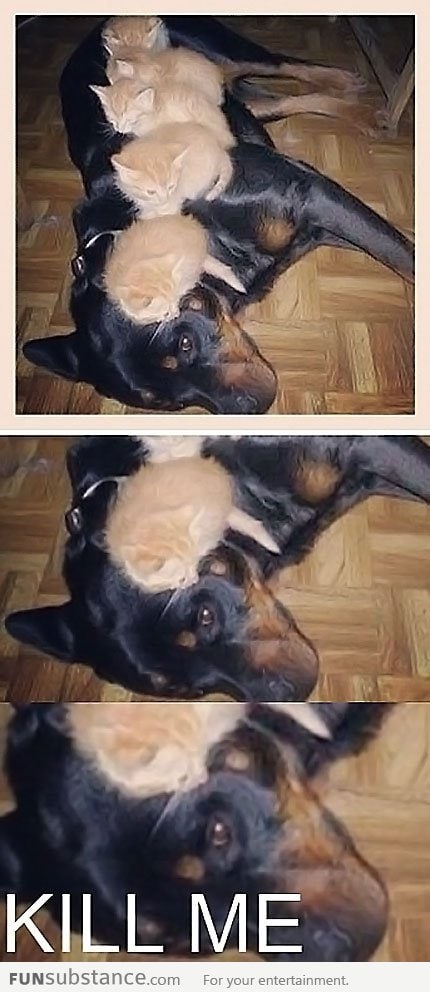 Kittens Napping On Dog Bed