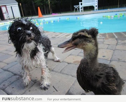 OMG a duck with a Mohawk!