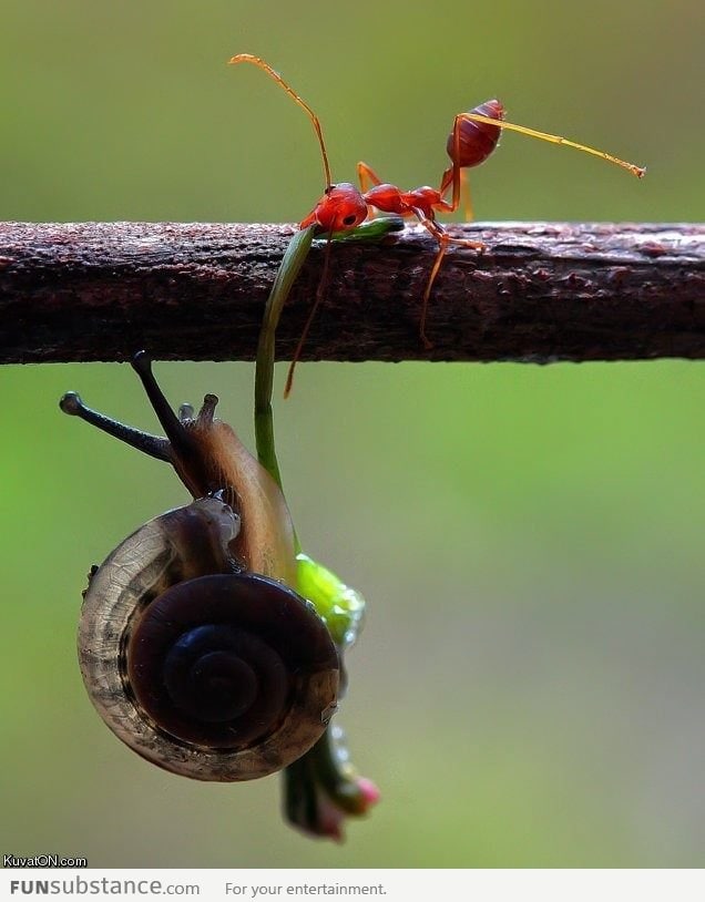 Ant helps snail up