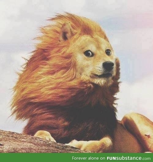 much lion such doge.