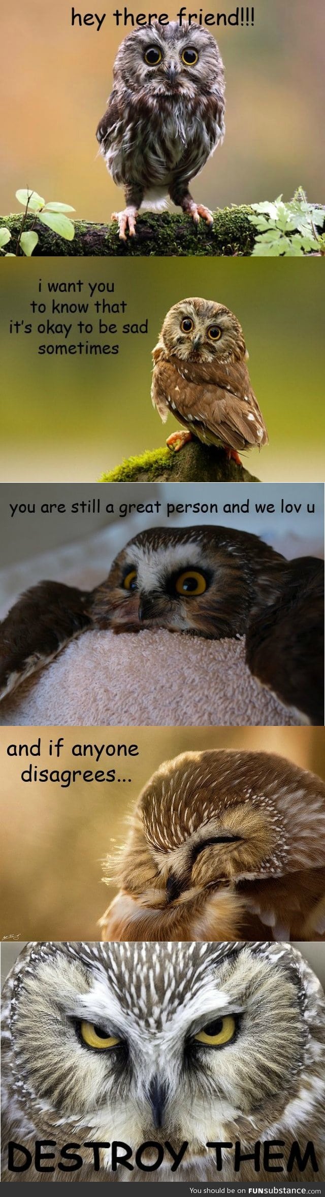 A message from the owls