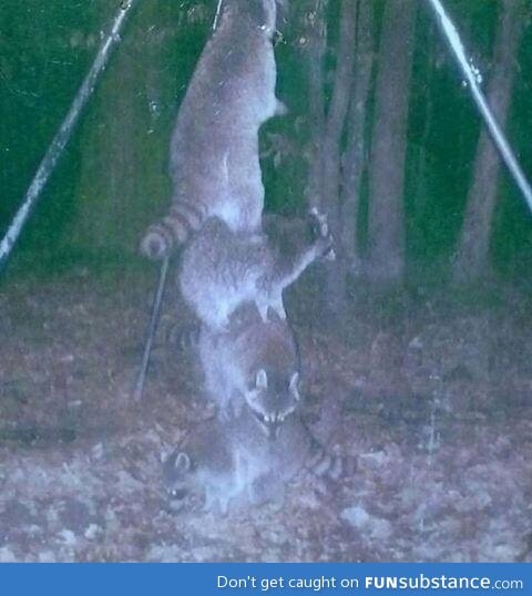 So I set my deer feeder high off the ground so the raccoons couldn't reach it