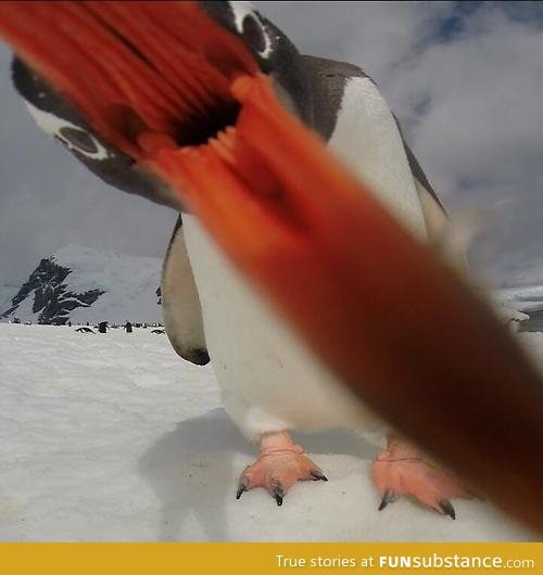 Eaten by a penguin