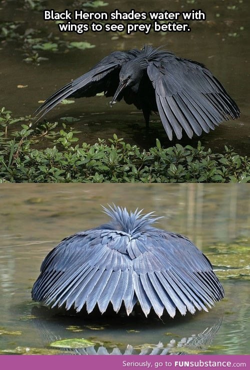 That's how the black heron rolls