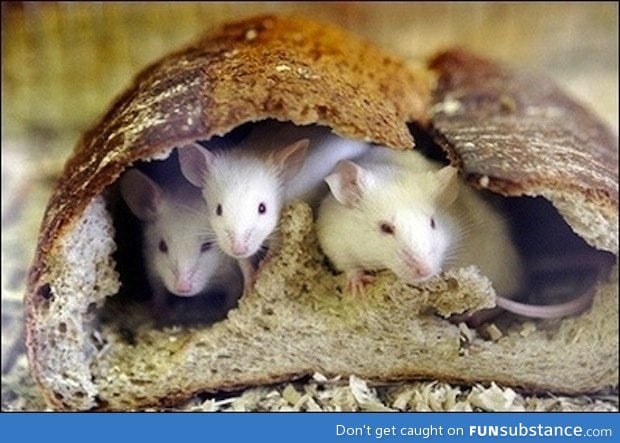Shocking photo of in bread mice
