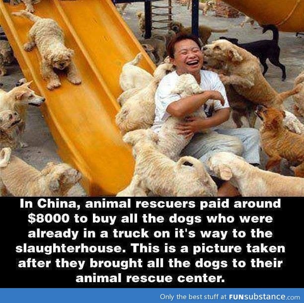 Saving the dogs