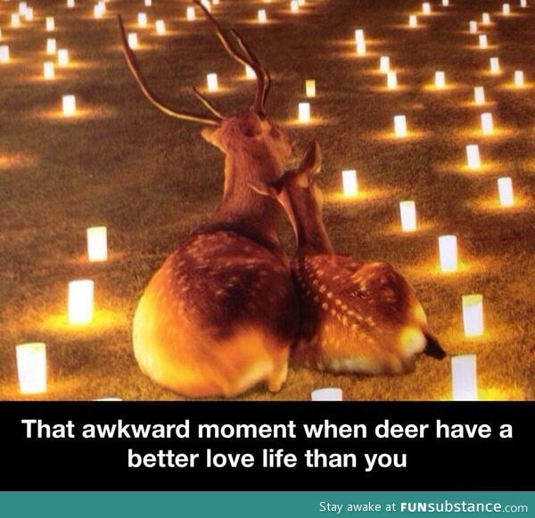 Deer love life