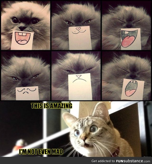 Facial expressions for cats