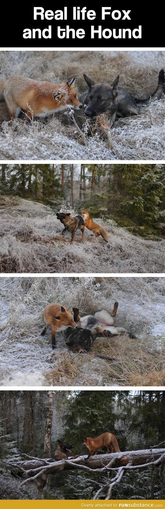 The real Fox and the Hound