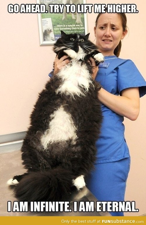 Long cat's fat brother