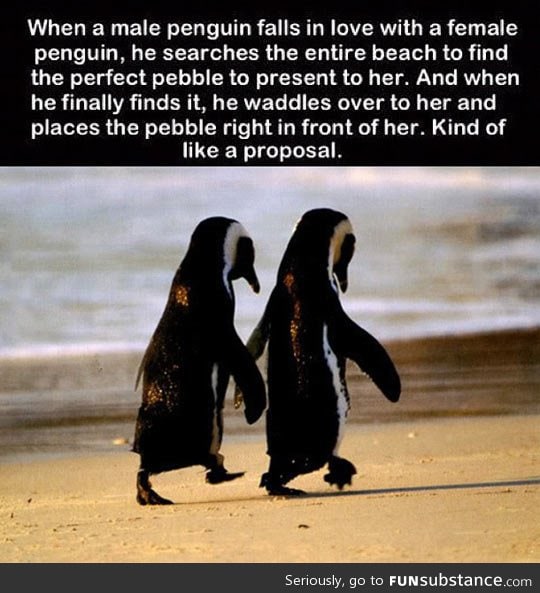 The way penguins do it