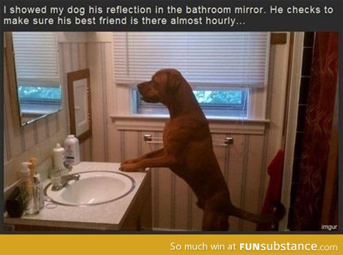 i showed my dog a reflection